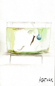 1007 aquarium