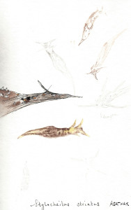 1007 lievre de mer