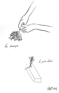 2207 Bouturage 1