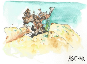 1708 corail